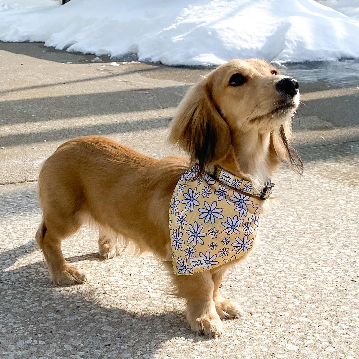 Yellow daisy best sale dog collar