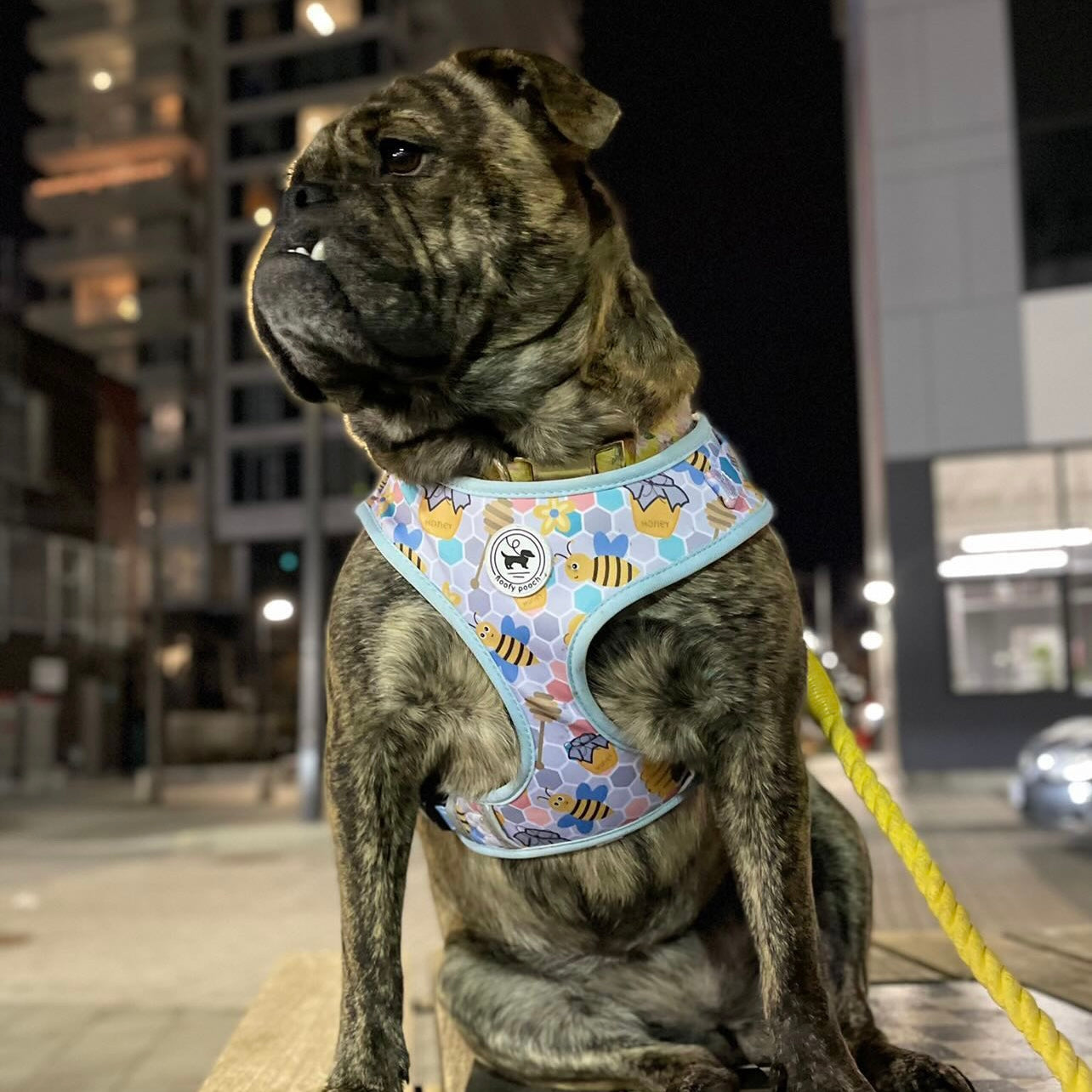 Amazing dog outlet harness