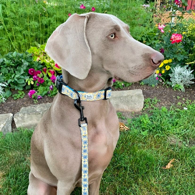 Yellow daisy best sale dog collar