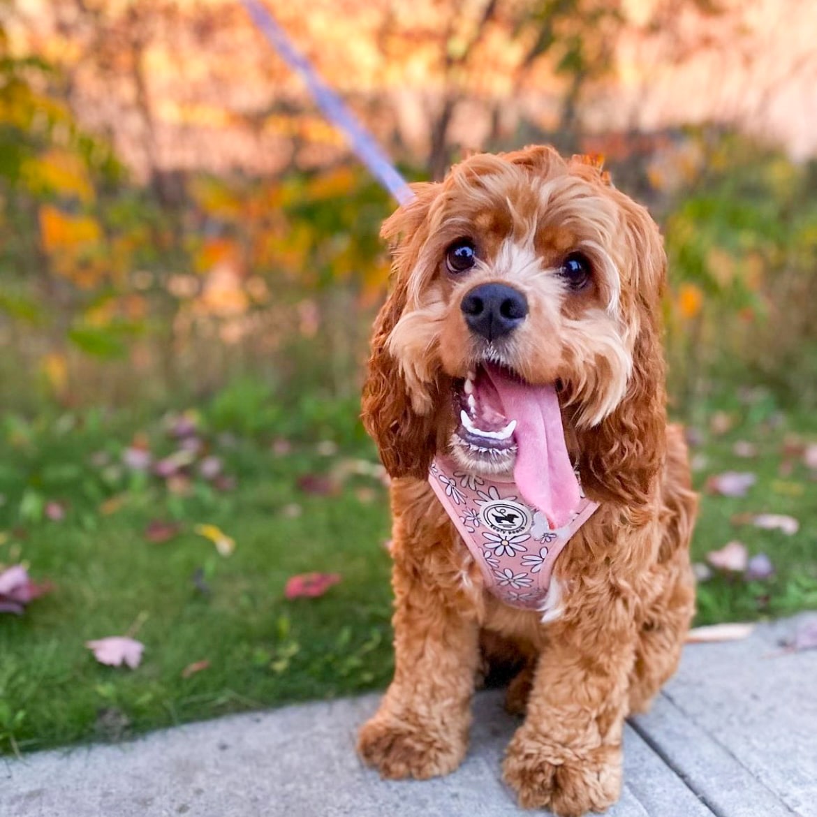 Dog sales harness pretty