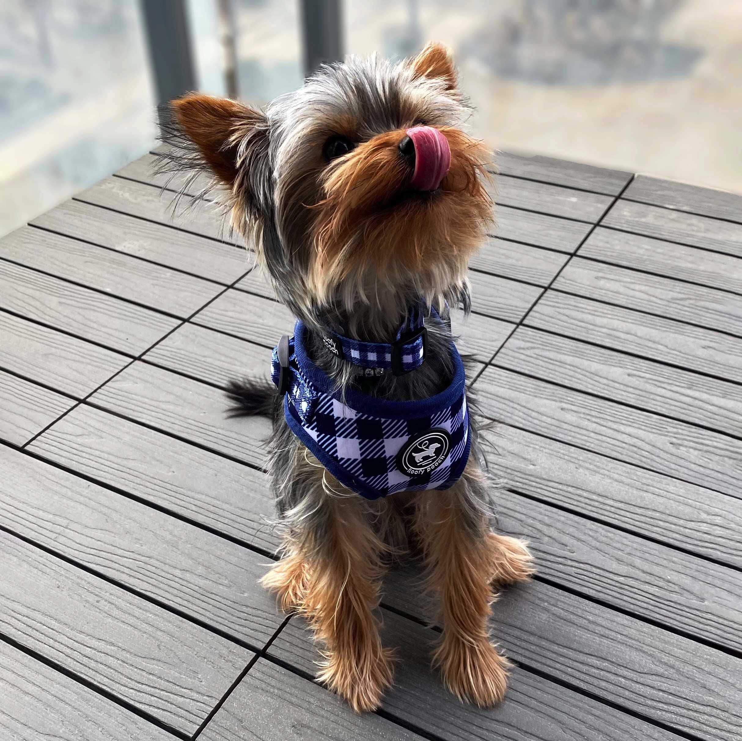 How to put a 2024 harness on a yorkie